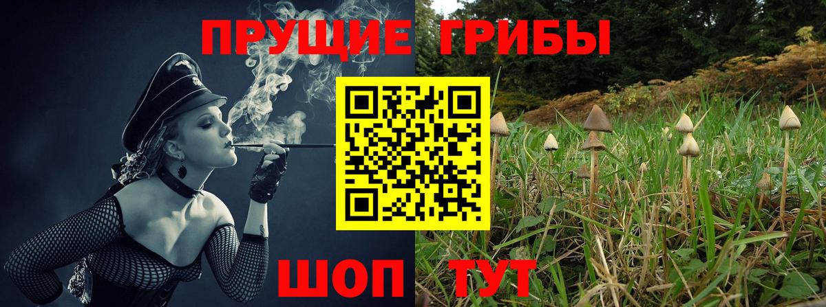 Волгодонск  Псилоцибиновые грибы Cubensis  Вход с VPN 